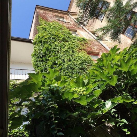 Trepadeiras para muros