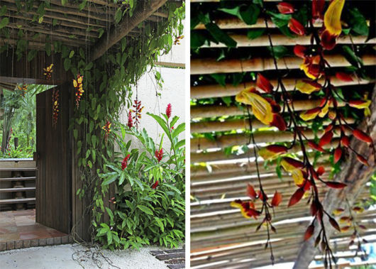 Trepadeiras para pergolados