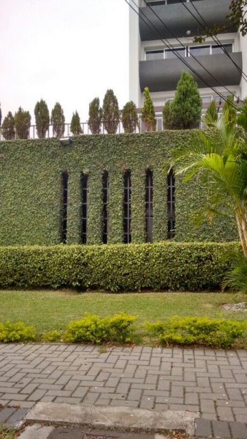 Trepadeiras para muros