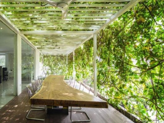 Trepadeiras para pergolados