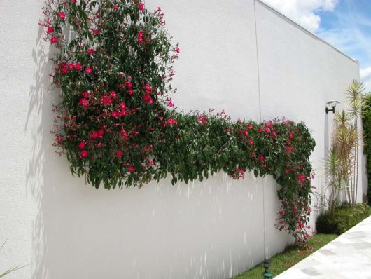 Trepadeiras para muros