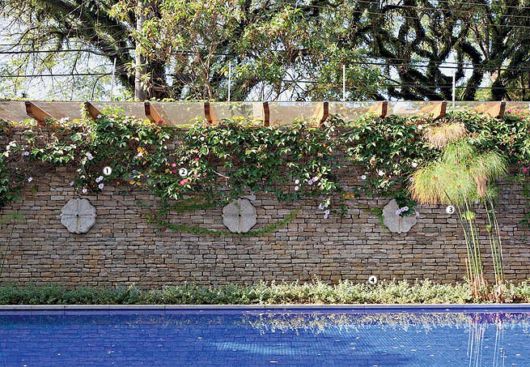 Trepadeiras para muros