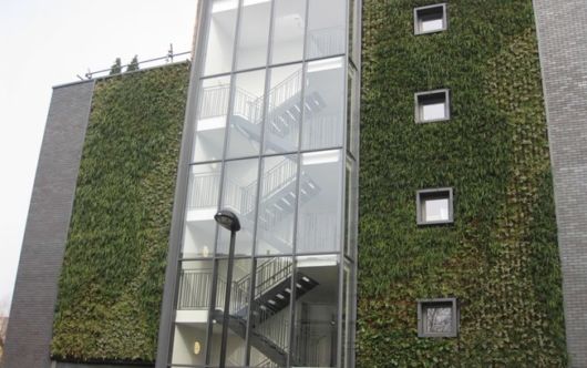 Trepadeiras para muros