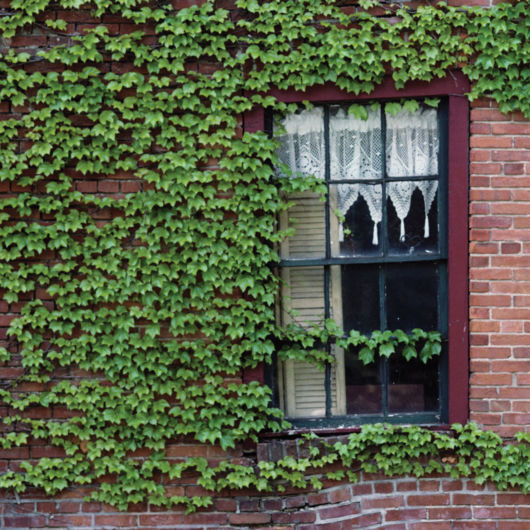 Trepadeiras para muros