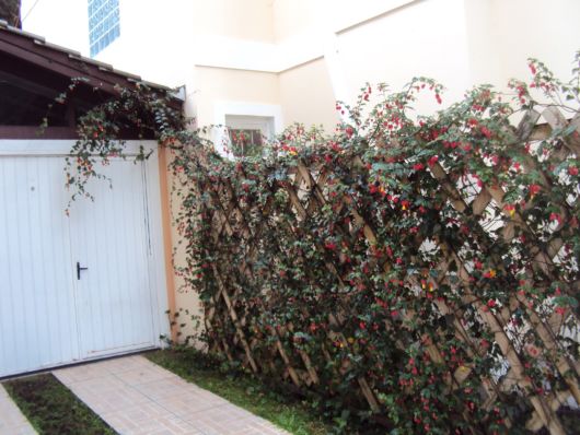 Trepadeiras para muros