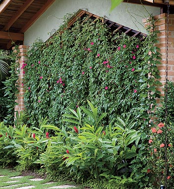 Trepadeiras para muros