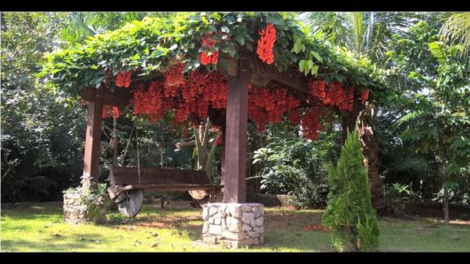 Trepadeiras para pergolados