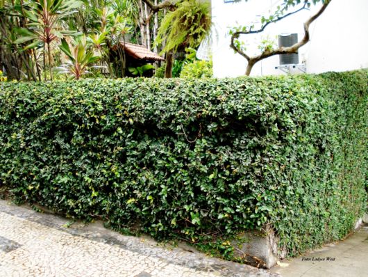 Trepadeiras para muros