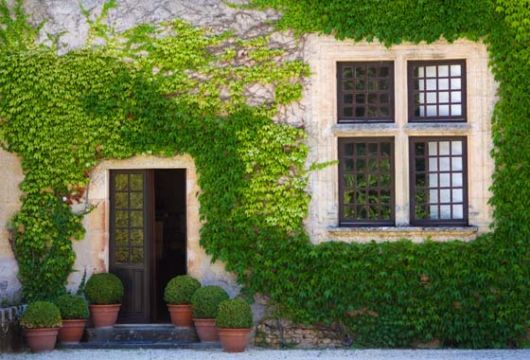 Trepadeiras para muros