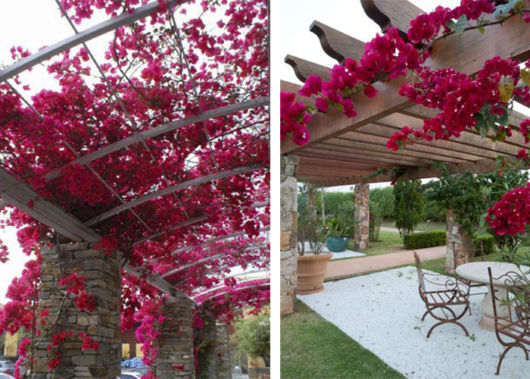 Trepadeiras para pergolados