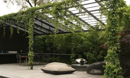 Trepadeiras para pergolados