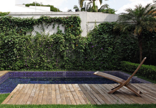 Trepadeiras para muros