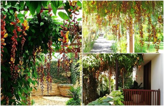 trepadeira tumbérgia sapatinho