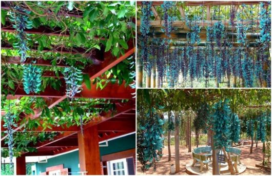 jardim com flores azuis