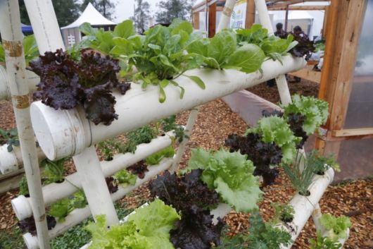 Horta em cano de PVC