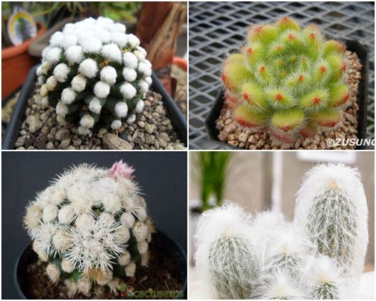 mini cacto com pelos