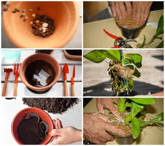 Decoração com orquídeas – 40 Ideias lindas + Como cultivar e cuidar!