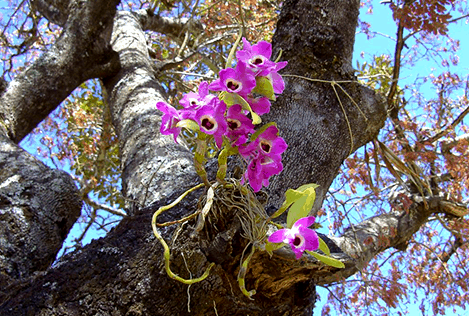 Orquídea em árvore