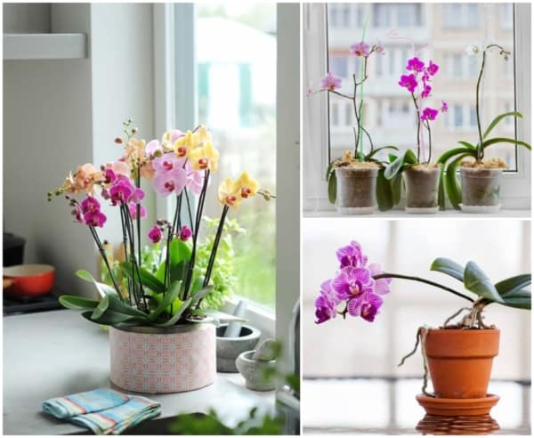 Orquídeas com flores pequenas