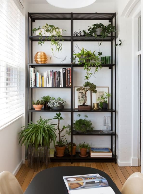 Plantas e livros em estante preta