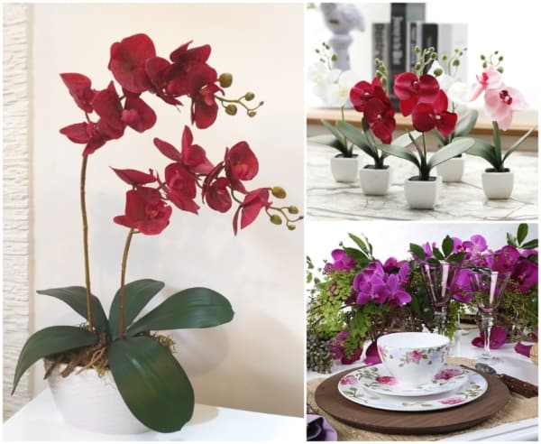 Vários tipos de orquídeas