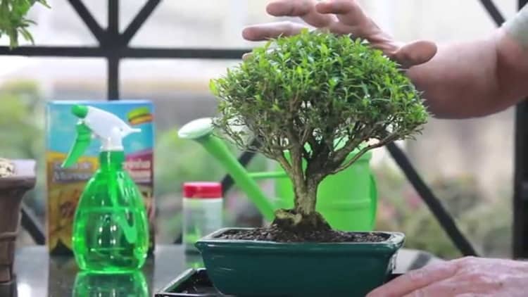 Como cuidar de um Bonsai de Frutas