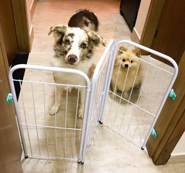 Grade para cachorro 16