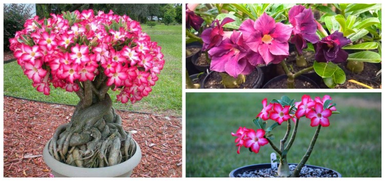 Rosa do deserto – Todas as cores, cuidados e 65 fotos lindas!